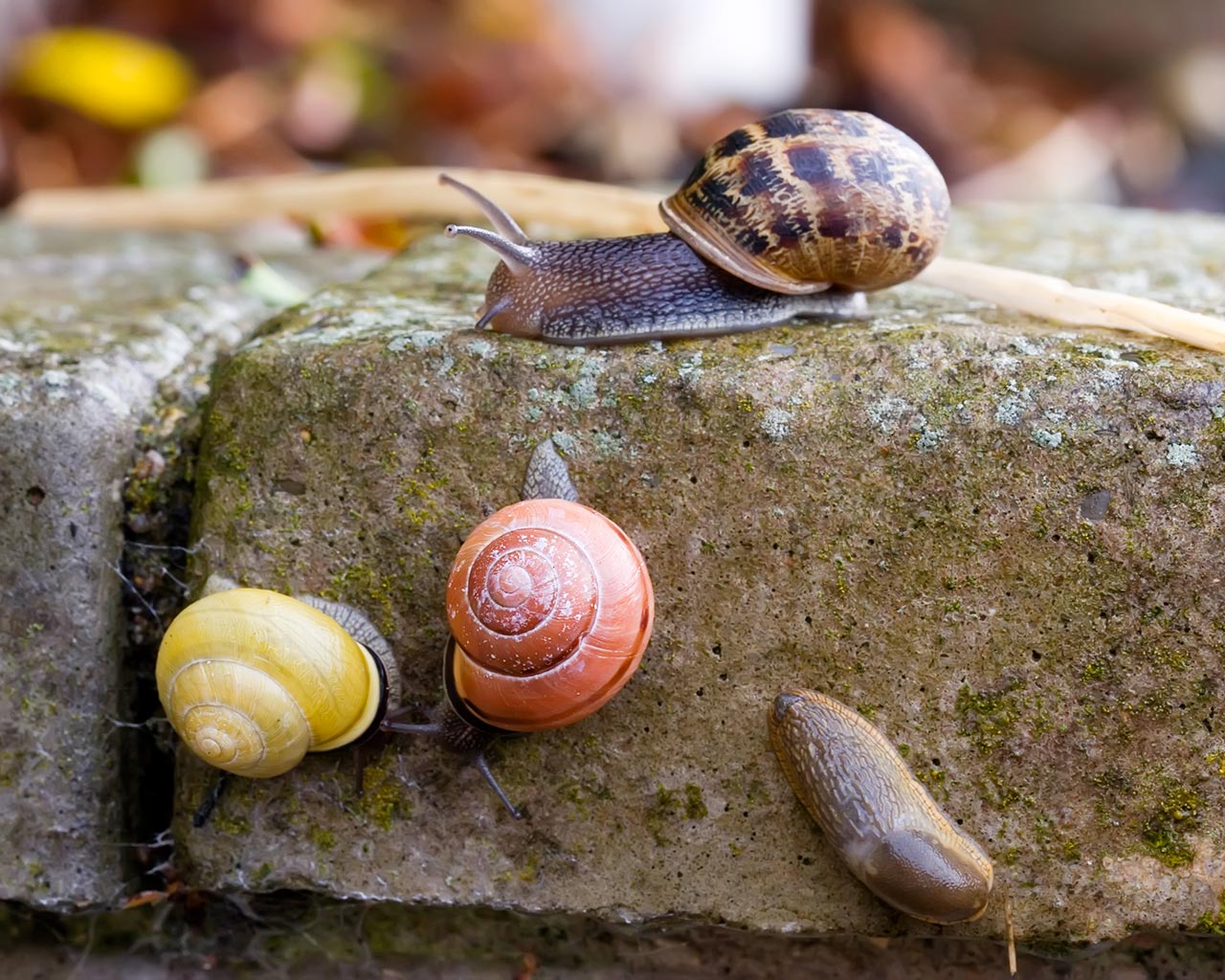 snail wallpaper,snails and slugs,snail,sea snail,molluscs,lymnaeidae