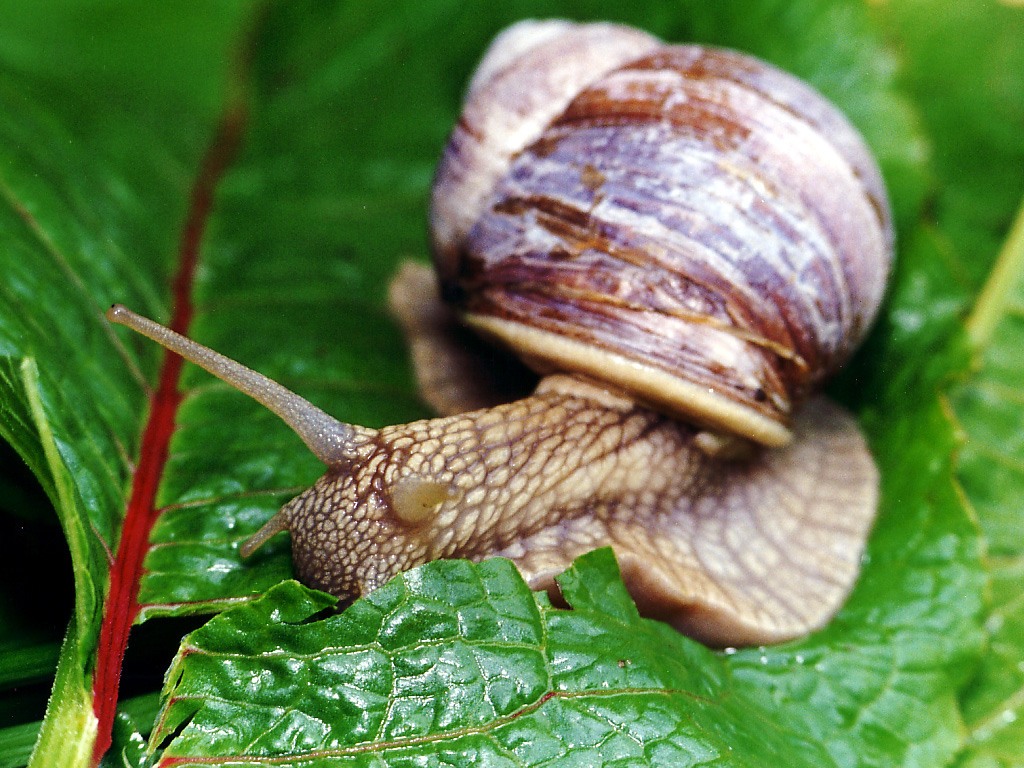 snail wallpaper,snails and slugs,snail,lymnaeidae,sea snail,escargot