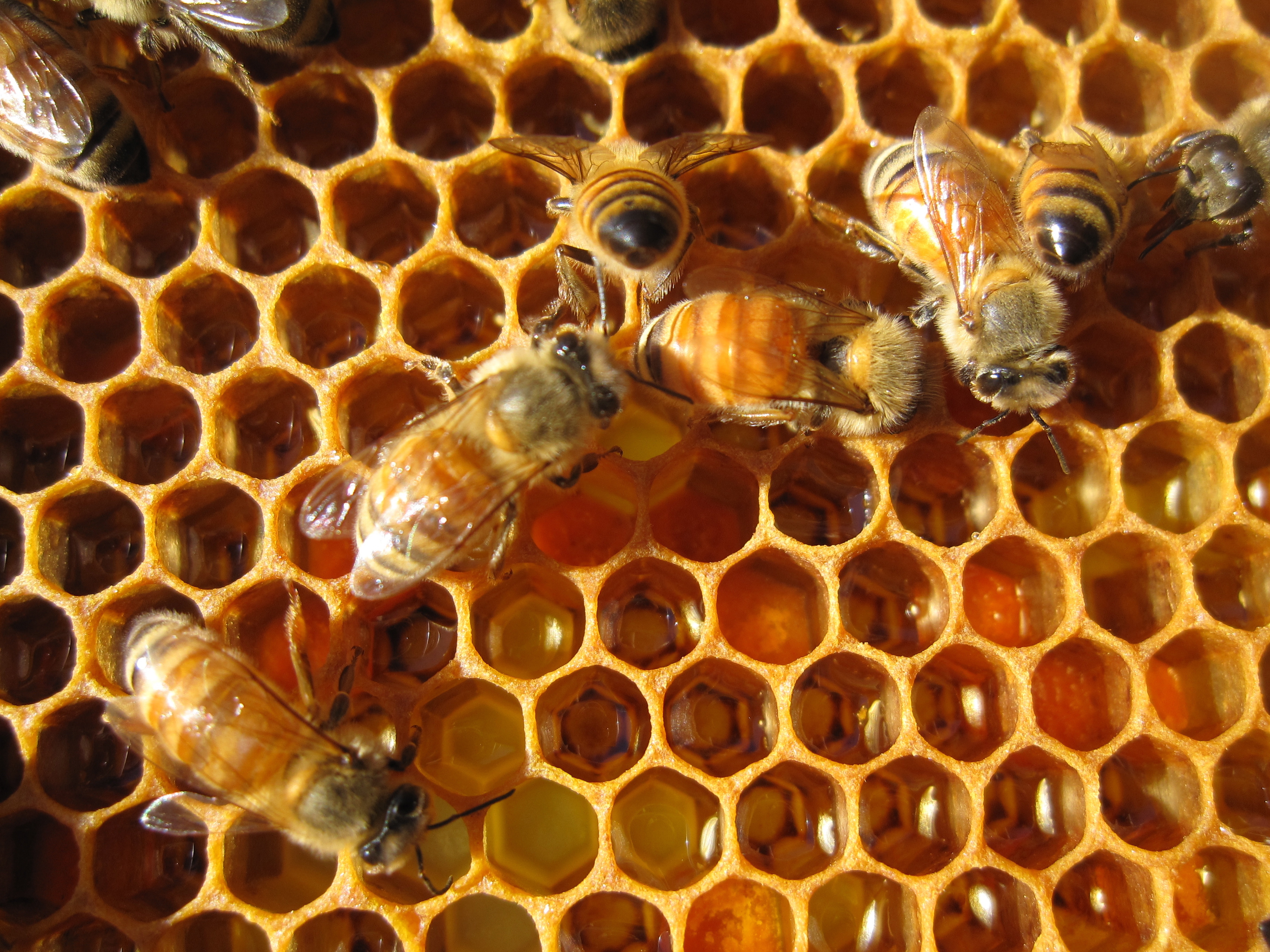 beehive wallpaper