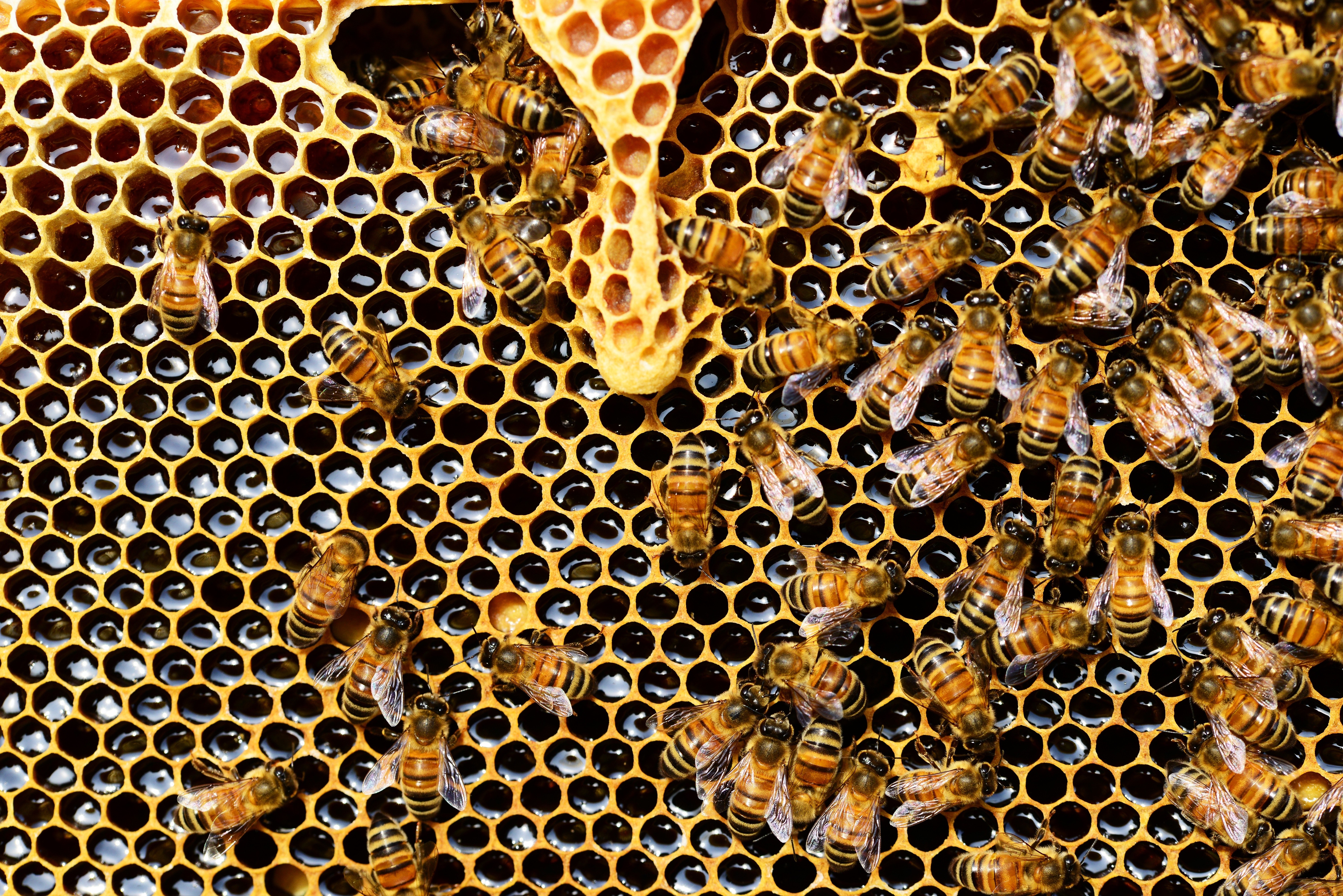 蜂の巣の壁紙,ハニカム,蜂,蜂の巣,パターン,ミツバチ