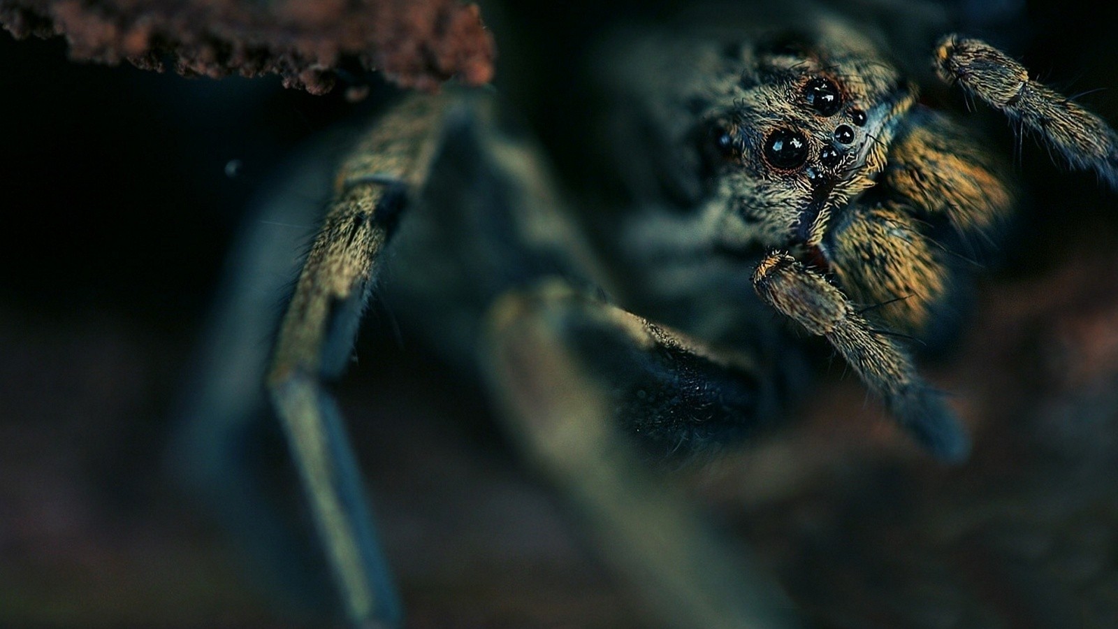 fondo de pantalla de araña en movimiento,araña,araña lobo,tarántula,fotografía macro,invertebrado