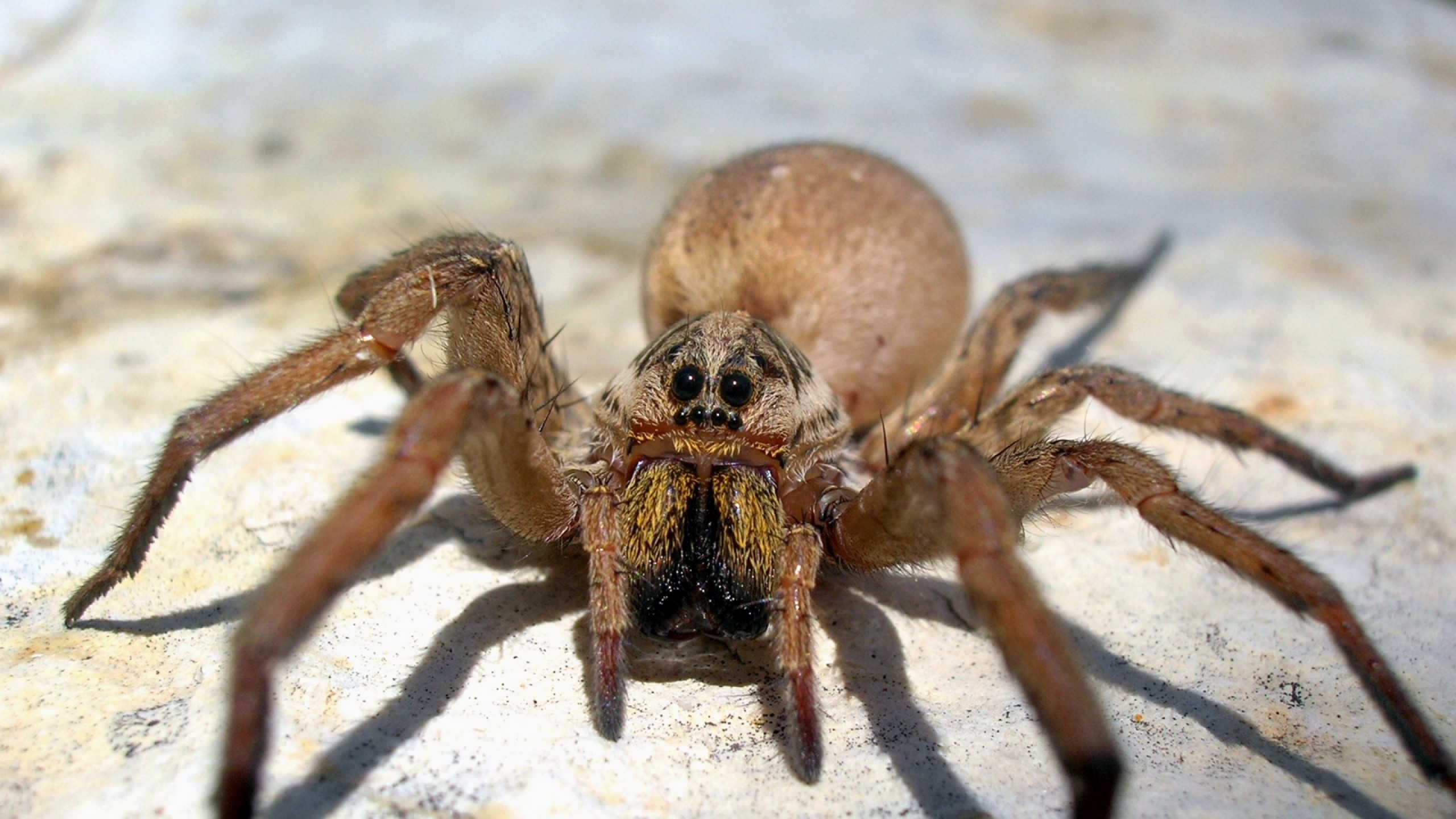 移動クモの壁紙,クモ,オオカミのクモ,陸生動物,タランチュラ,無脊椎動物