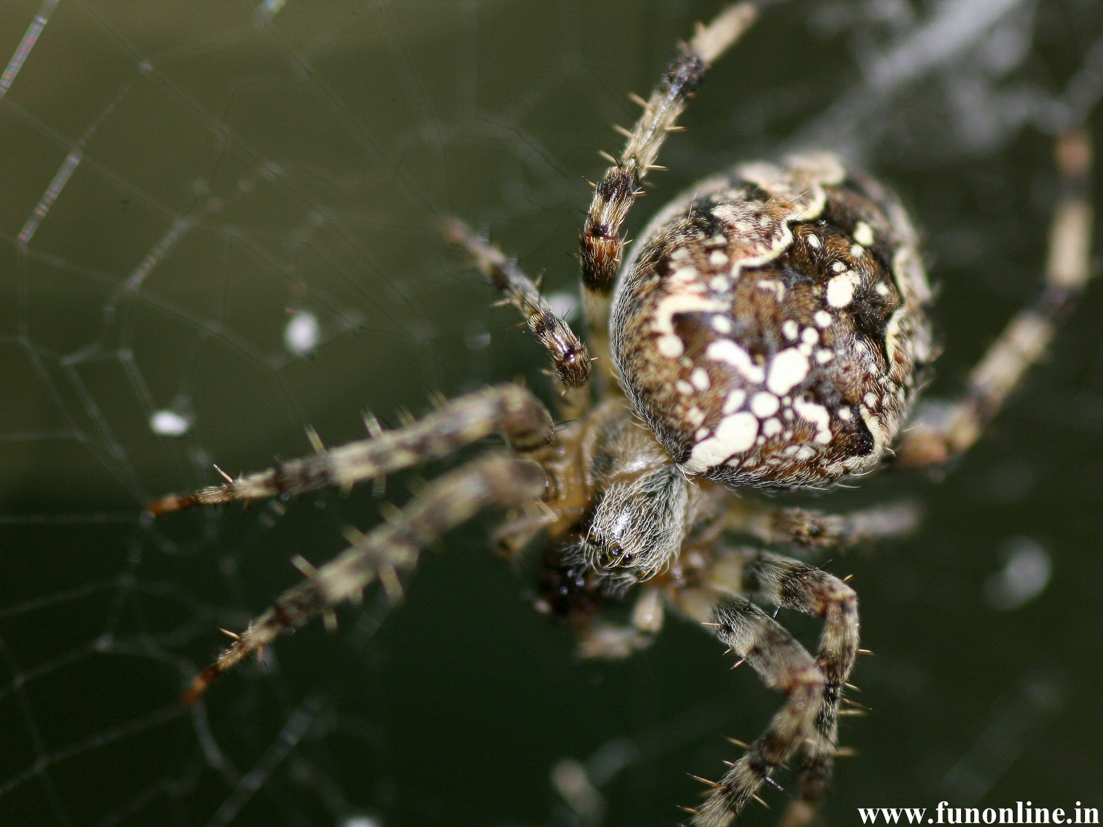 moving spider wallpaper,spider,araneus cavaticus,european garden spider,orb weaver spider,invertebrate