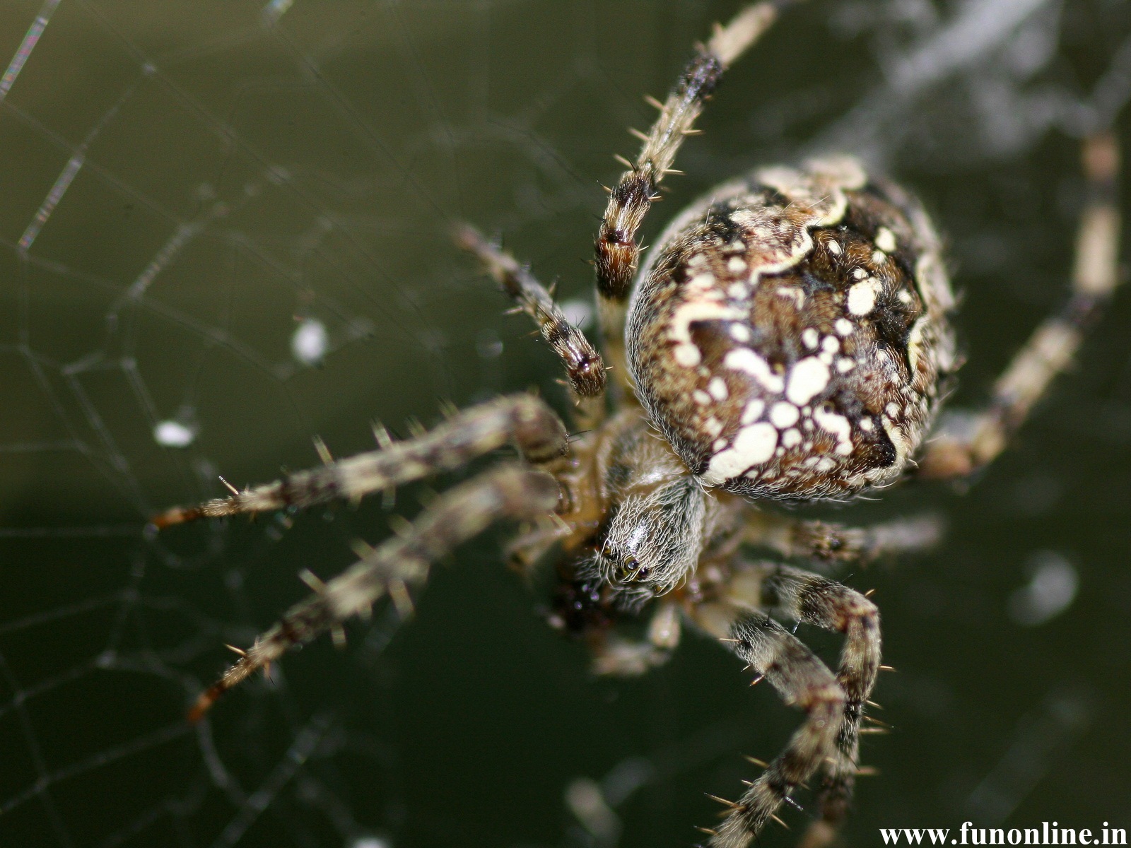 fondo de pantalla de araña en movimiento,araña,invertebrado,araneus,araña lobo,artrópodo