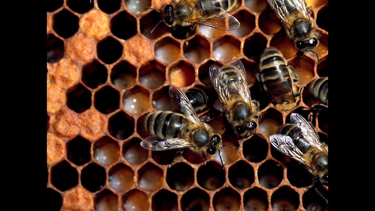 蜂の巣の壁紙,蜂,蜂の巣,ハニカム,ミツバチ,昆虫