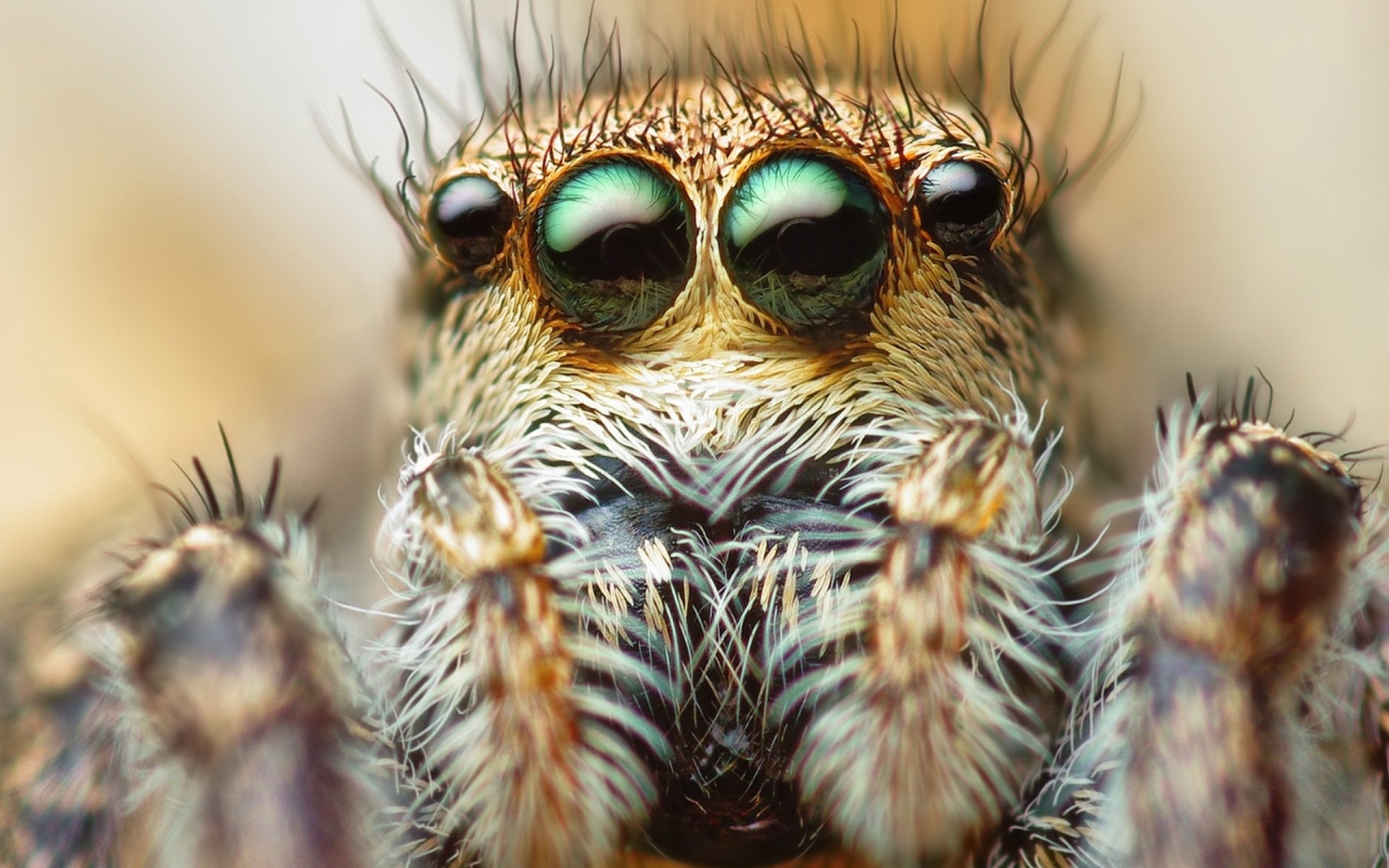움직이는 거미 벽지,매크로 사진,확대,눈,곤충,무척추 동물