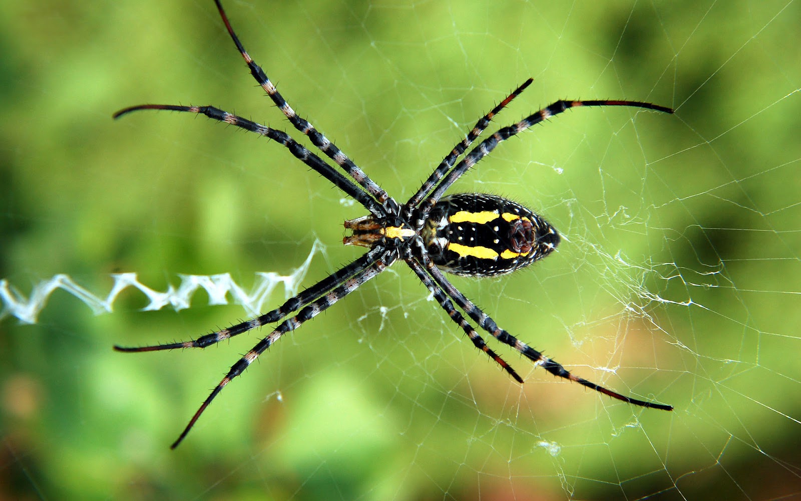 거미 벽지 hd,거미,무척추 동물,곤충,매크로 사진,절지 동물