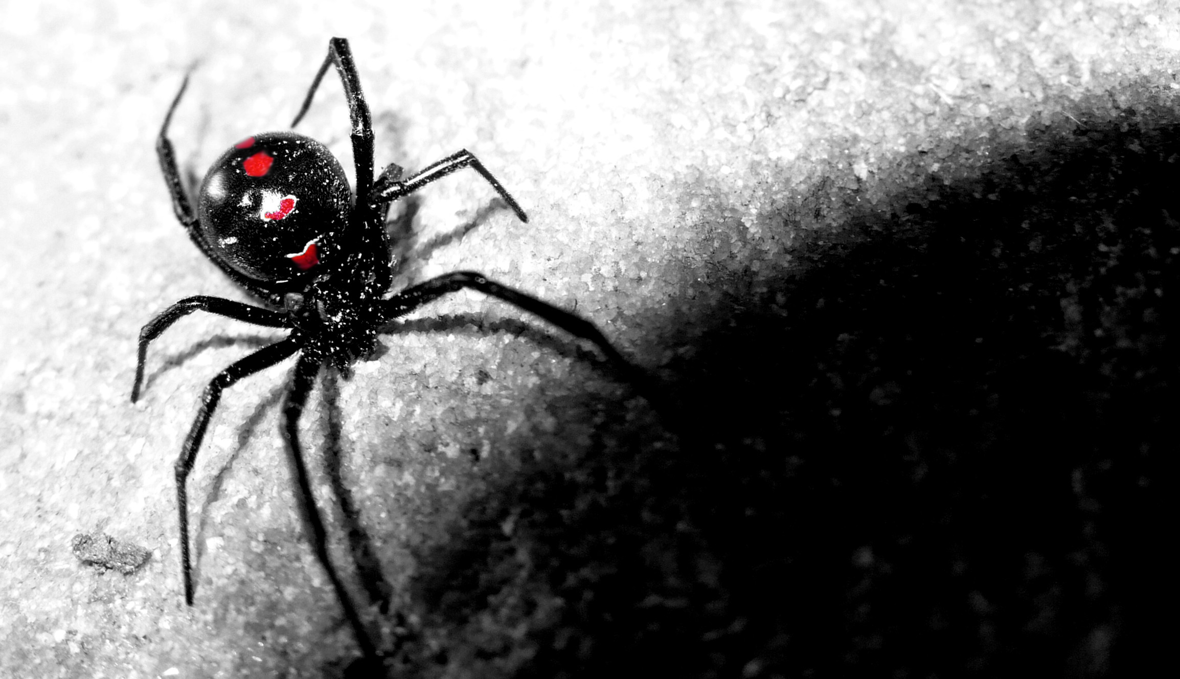 fond d'écran araignée hd,veuve noire,araignée,noir,invertébré,insecte
