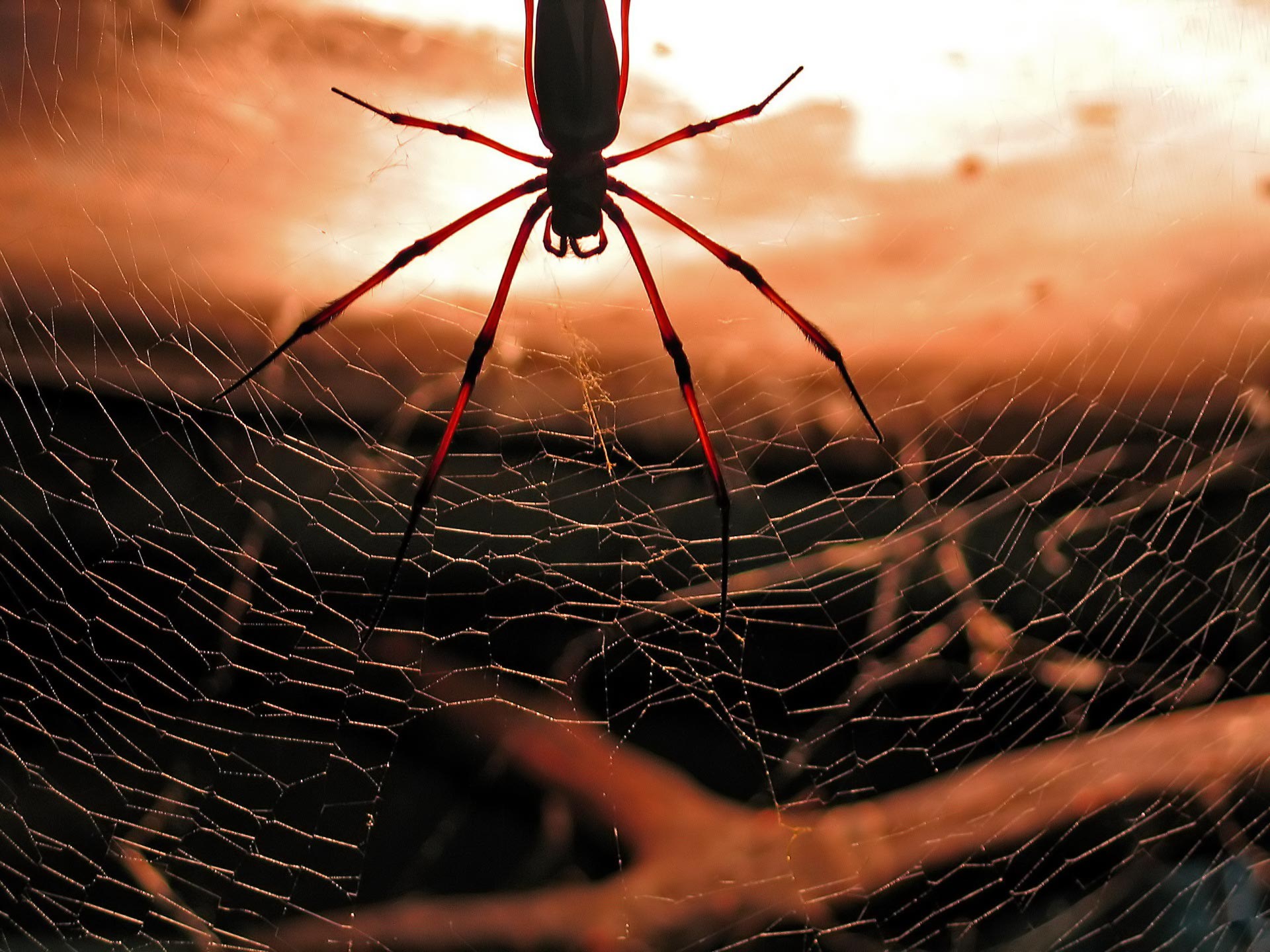 araña fondo de pantalla hd,telaraña,araña,invertebrado,fotografía macro,de cerca