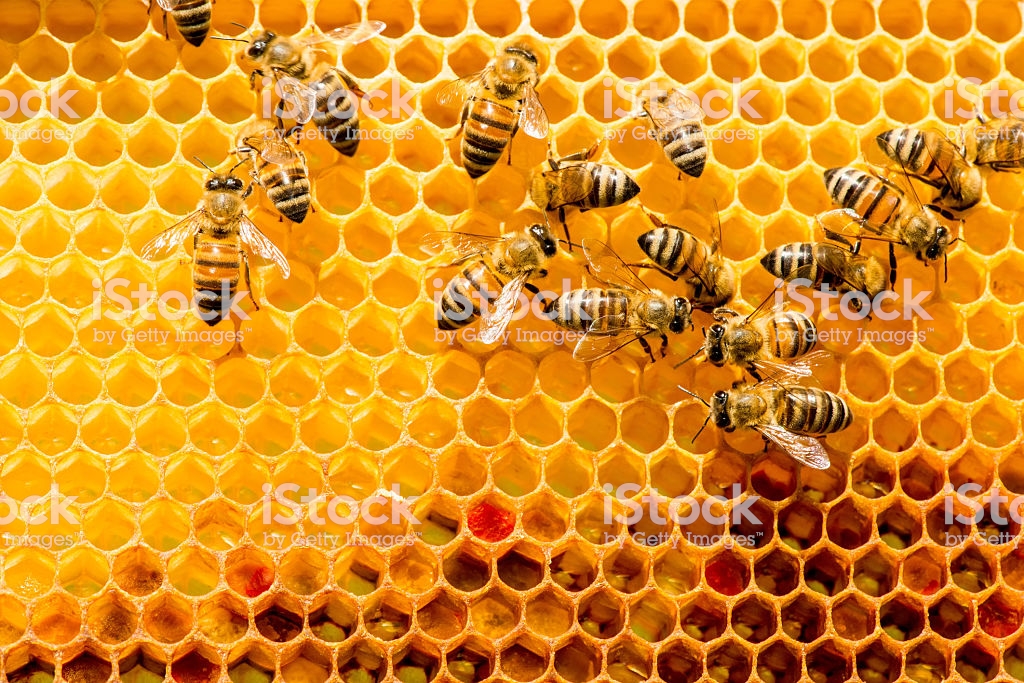 벌집 벽지,벌집,벌,벌집,꿀벌,무늬
