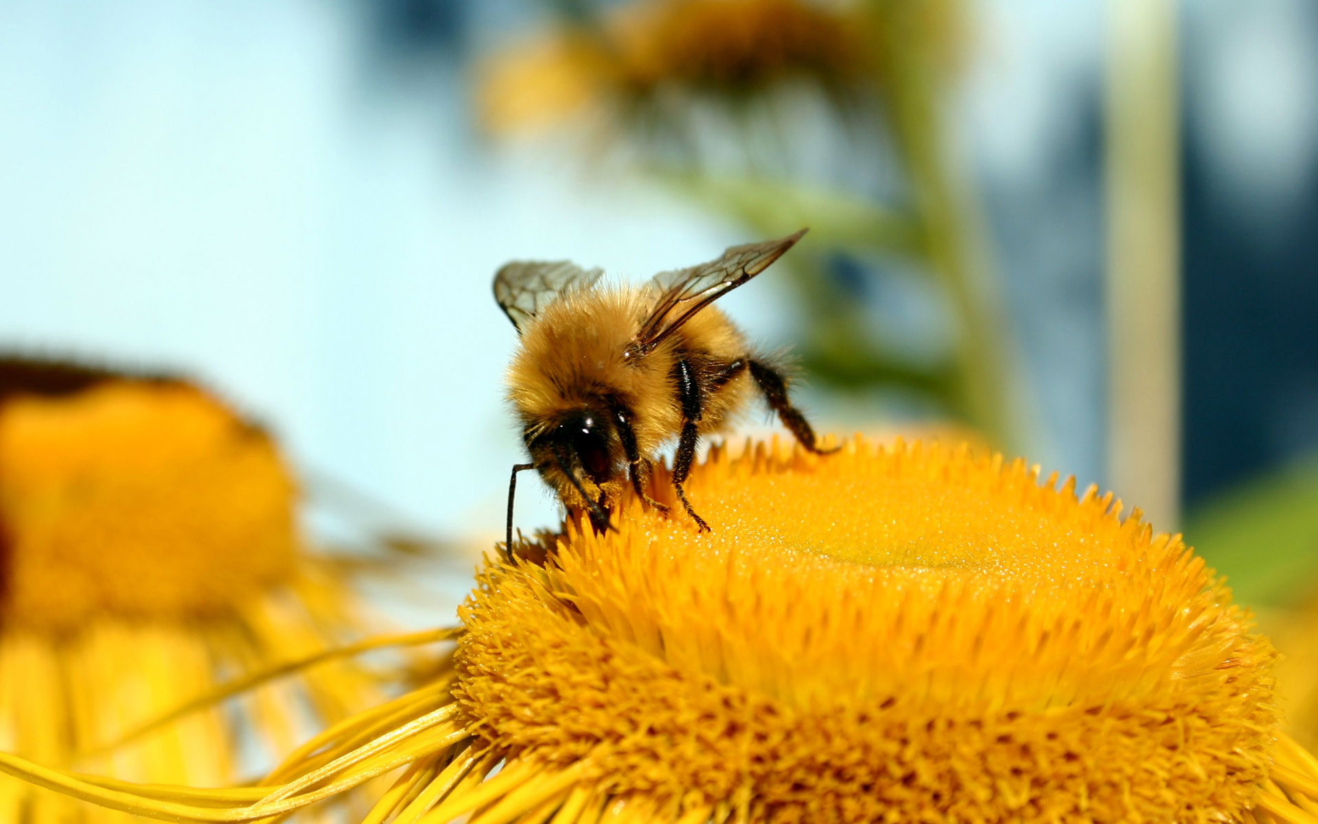 ミツバチの壁紙,蜂,ミツバチ,昆虫,マルハナバチ,膜の翼のある昆虫