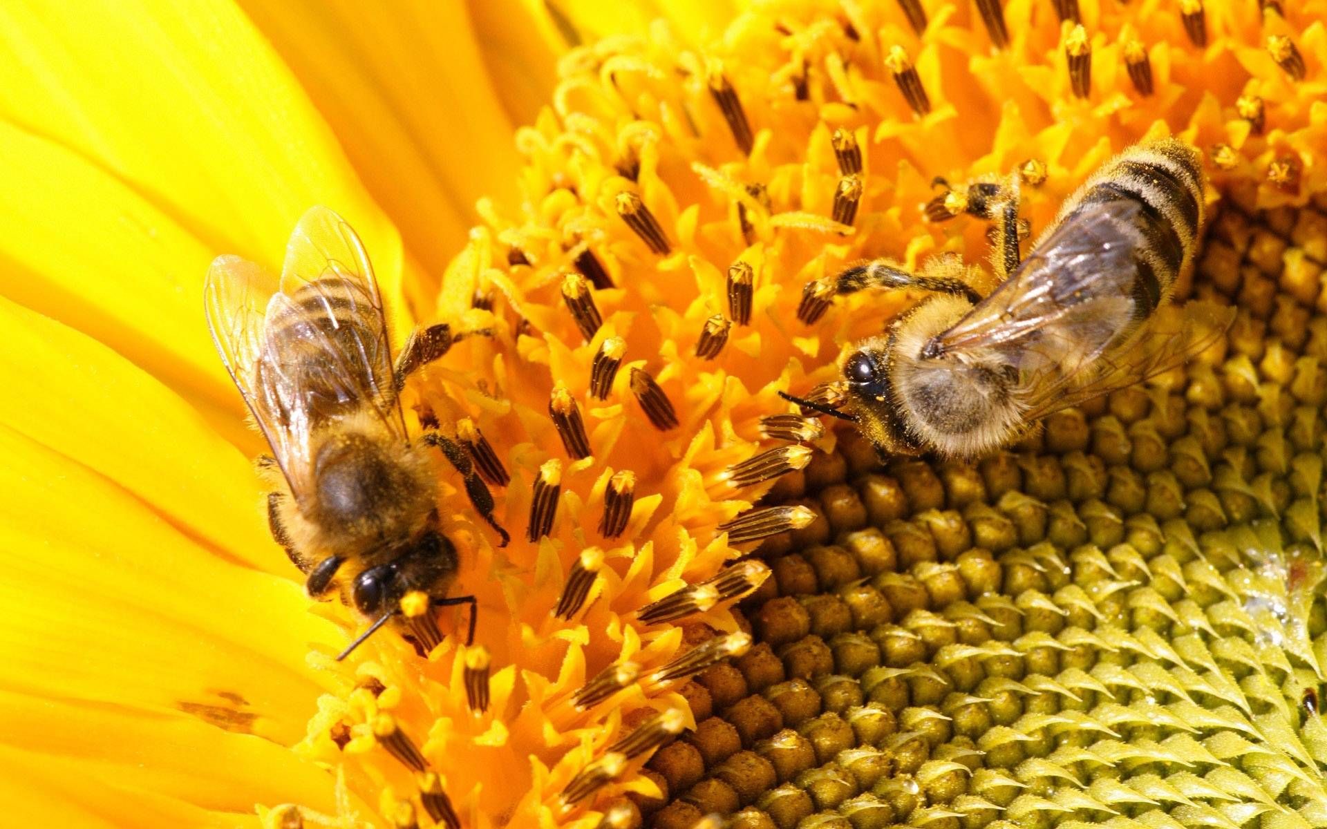 ミツバチの壁紙,ミツバチ,昆虫,蜂,花,膜の翼のある昆虫