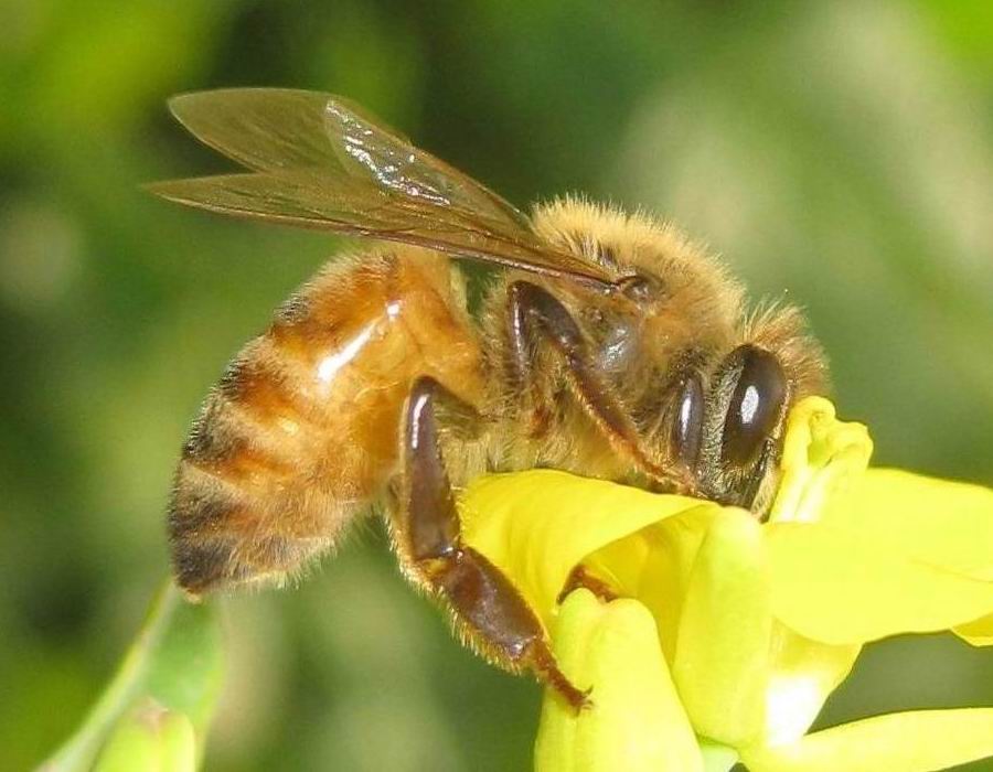 ミツバチの壁紙,蜂,ミツバチ,昆虫,膜の翼のある昆虫,無脊椎動物