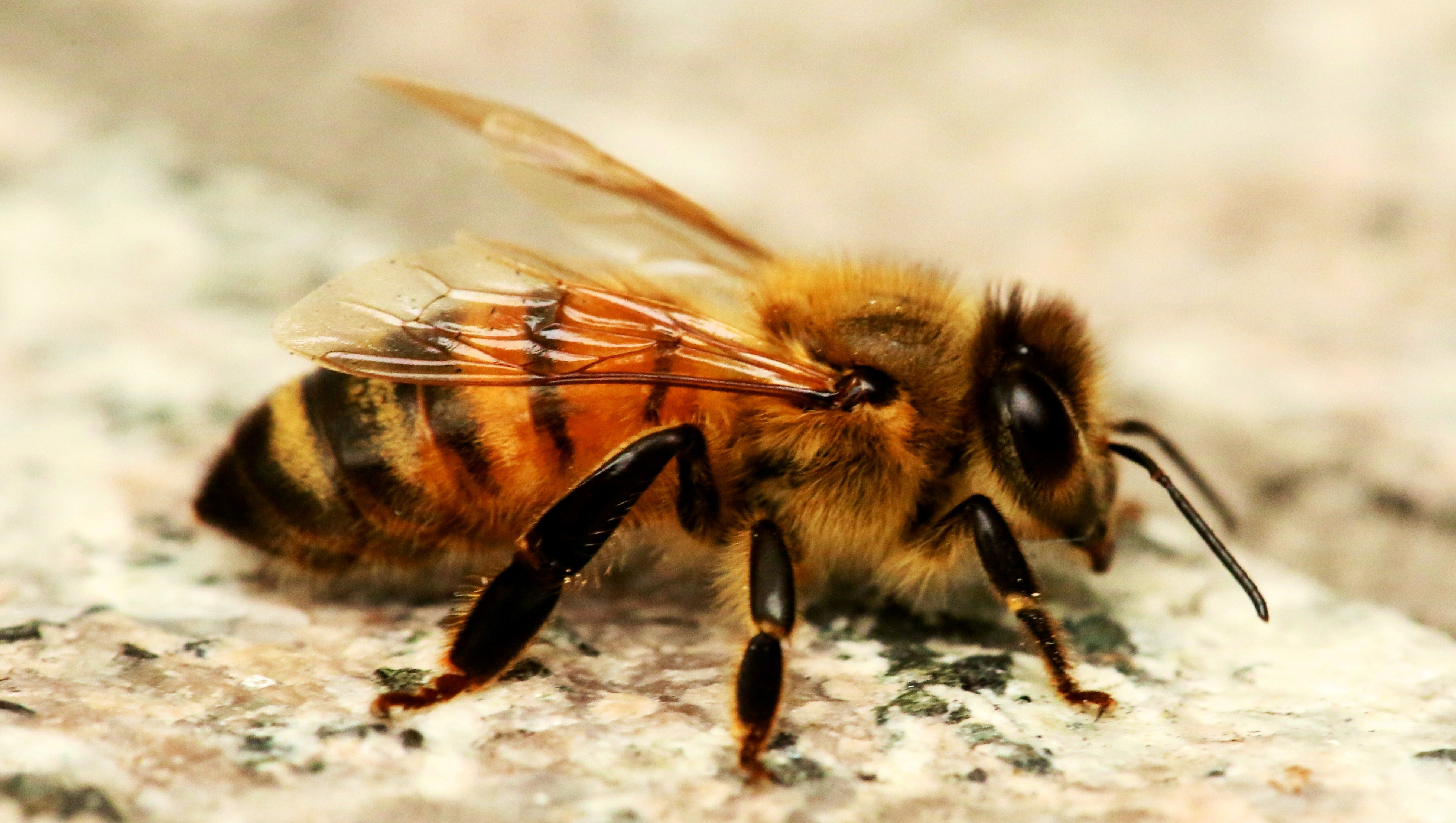 꿀 꿀벌 벽지,벌,꿀벌,곤충,무척추 동물,막 날개 곤충