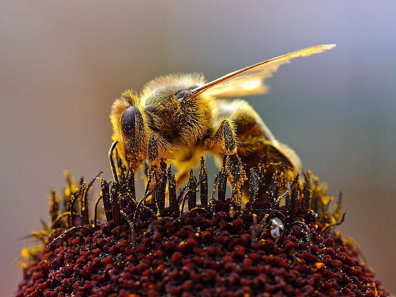 꿀 꿀벌 벽지,벌,꿀벌,곤충,막 날개 곤충,호박벌