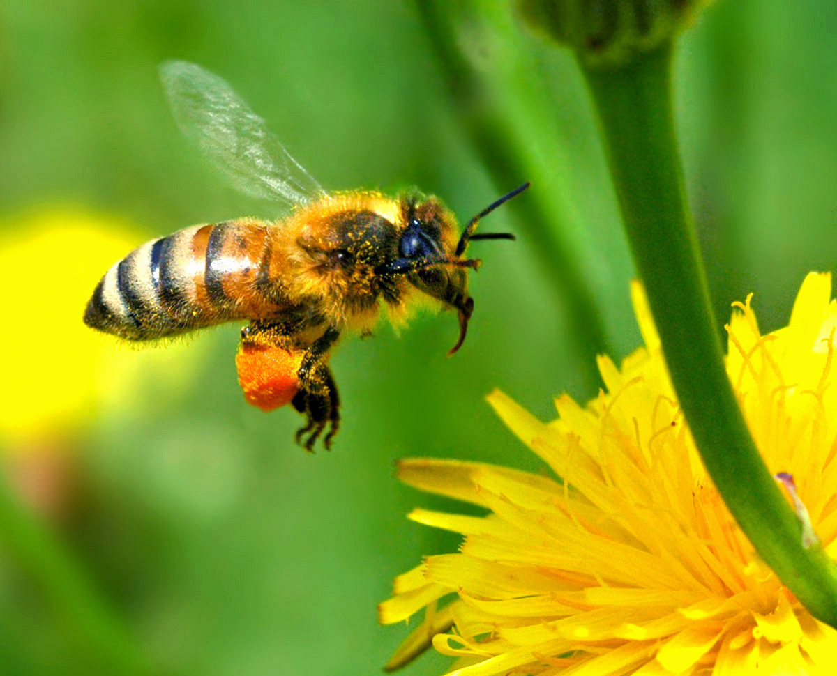 honey bee wallpaper,bee,honeybee,insect,membrane winged insect,invertebrate