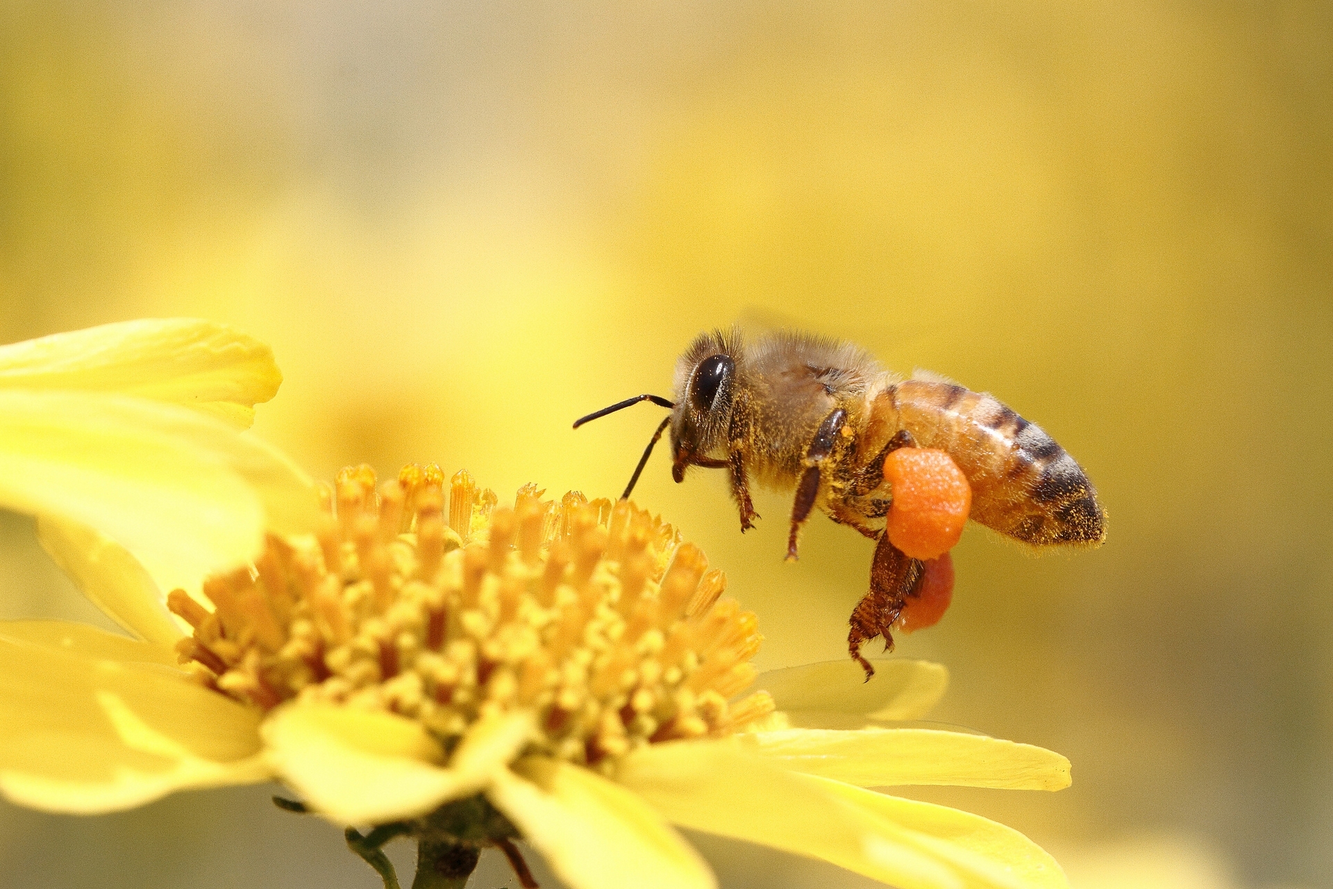 꿀 꿀벌 벽지,꿀벌,곤충,벌,무척추 동물,막 날개 곤충