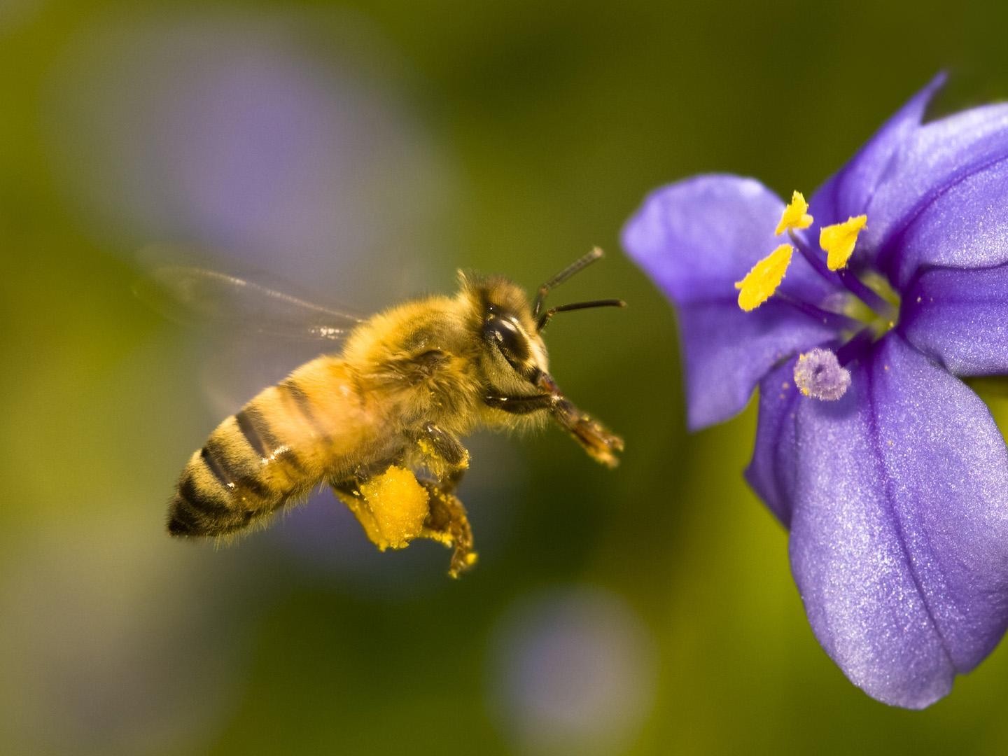 honey bee wallpaper,bee,honeybee,insect,membrane winged insect,pollinator