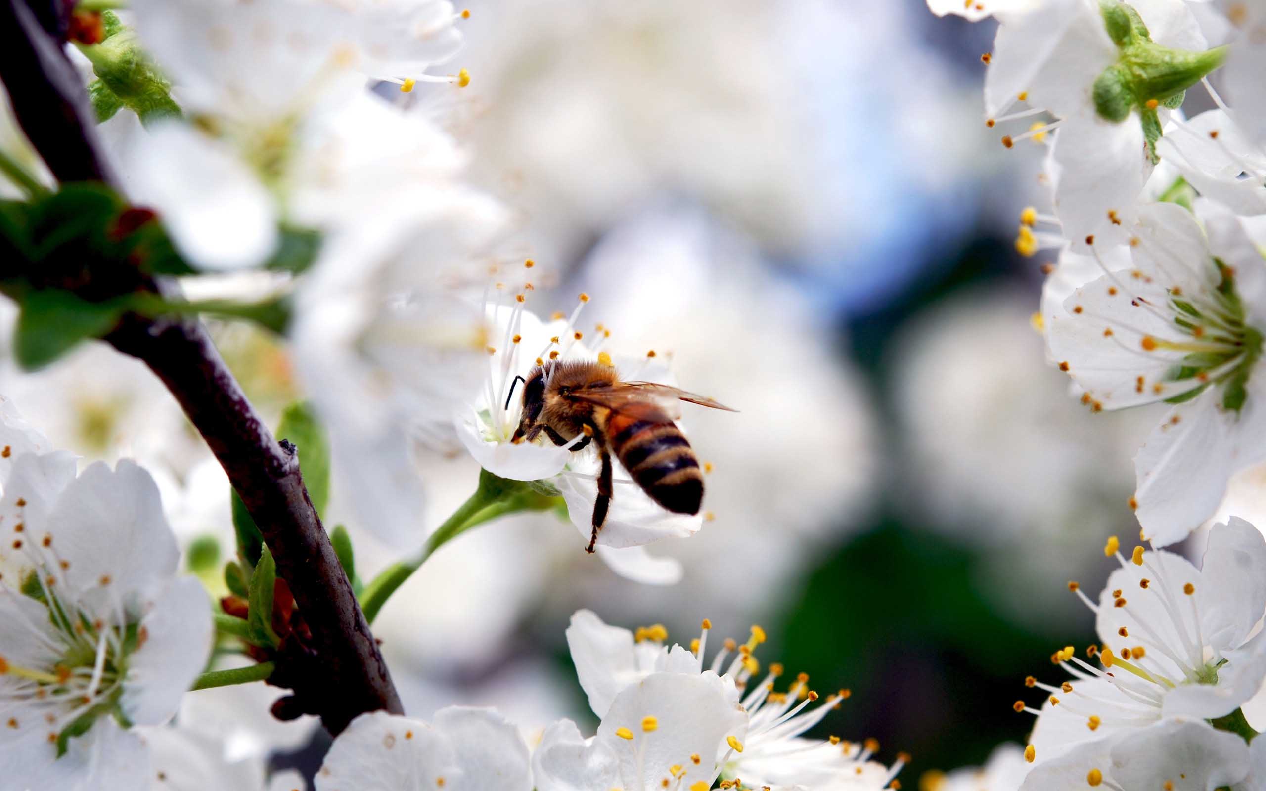 꿀 꿀벌 벽지,벌,꿀벌,하얀,곤충,막 날개 곤충