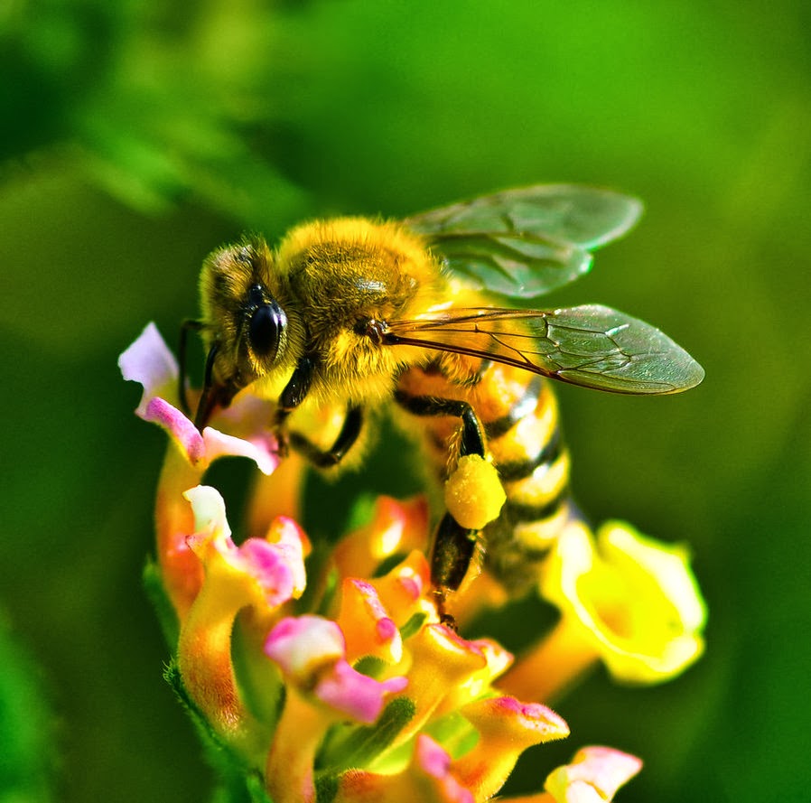 꿀 꿀벌 벽지,꿀벌,벌,곤충,막 날개 곤충,무척추 동물
