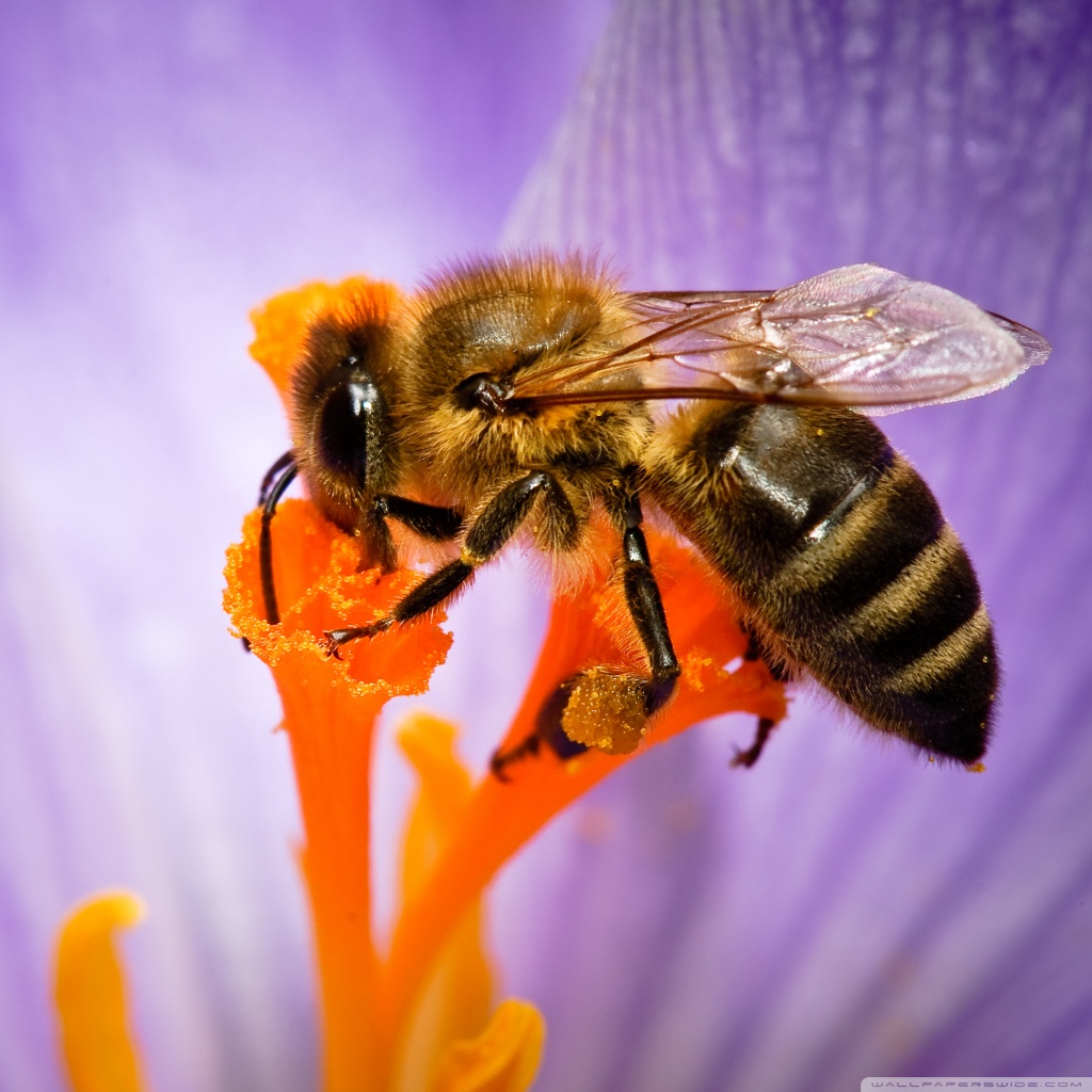 honey bee wallpaper,bee,honeybee,insect,megachilidae,membrane winged insect