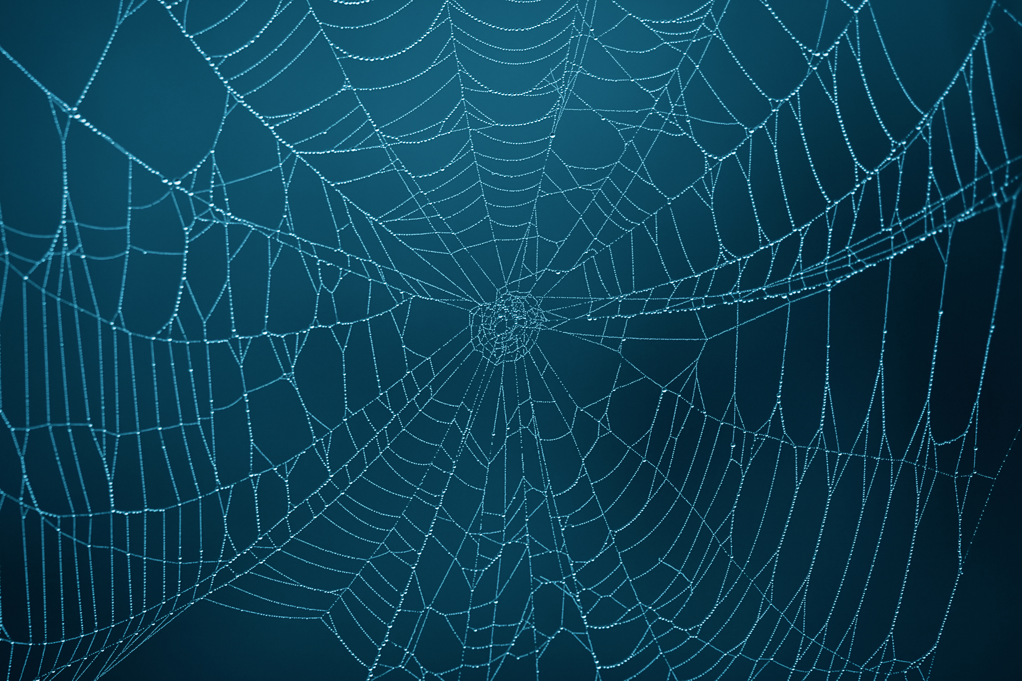 spider web wallpaper,spider web,blue,water,line,invertebrate