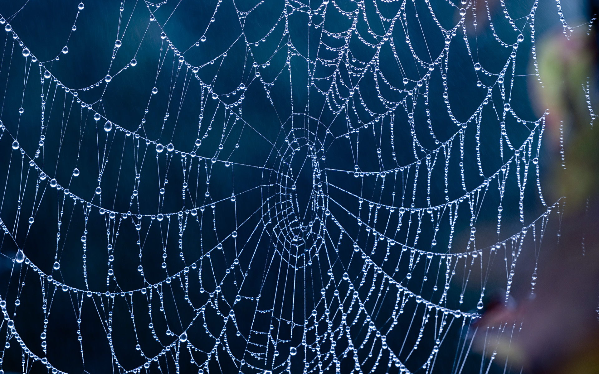 fondo de pantalla de tela de araña,telaraña,agua,azul,humedad,invertebrado