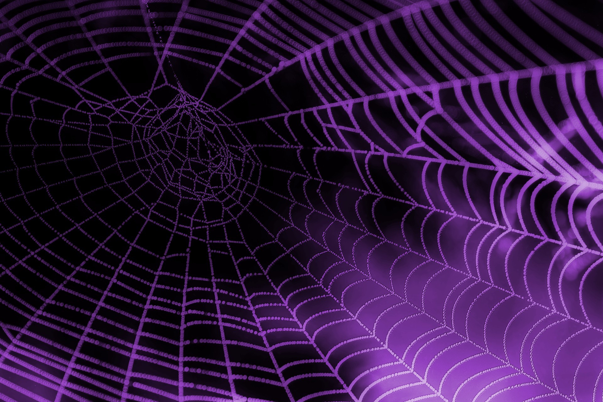 クモの巣の壁紙,紫の,バイオレット,光,クモの巣,ピンク