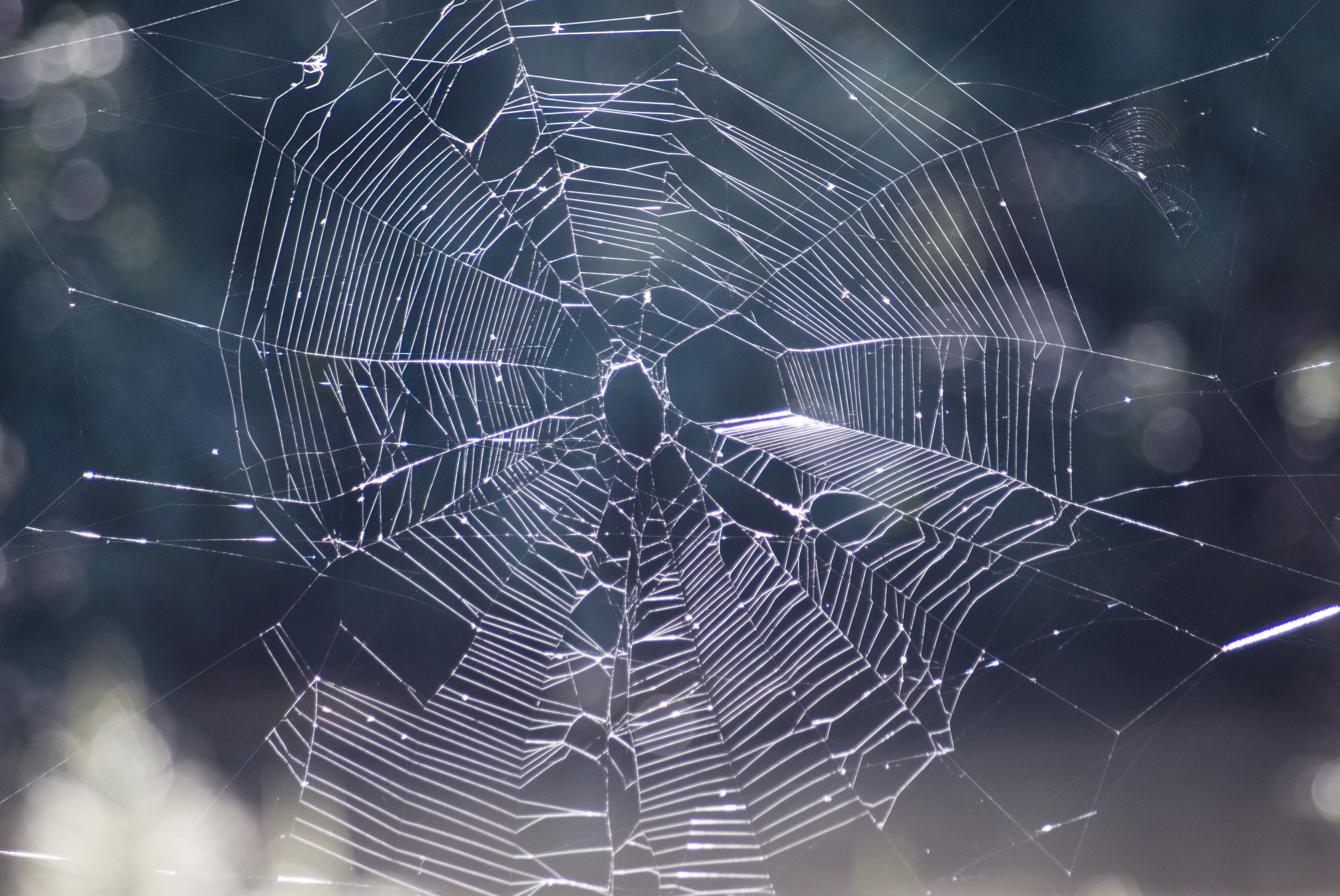 fondo de pantalla de tela de araña,telaraña,agua,invertebrado,fauna silvestre,araña