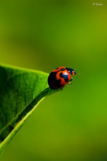 sfondi hd 320x480,insetto,macrofotografia,coccinella,verde,scarafaggio