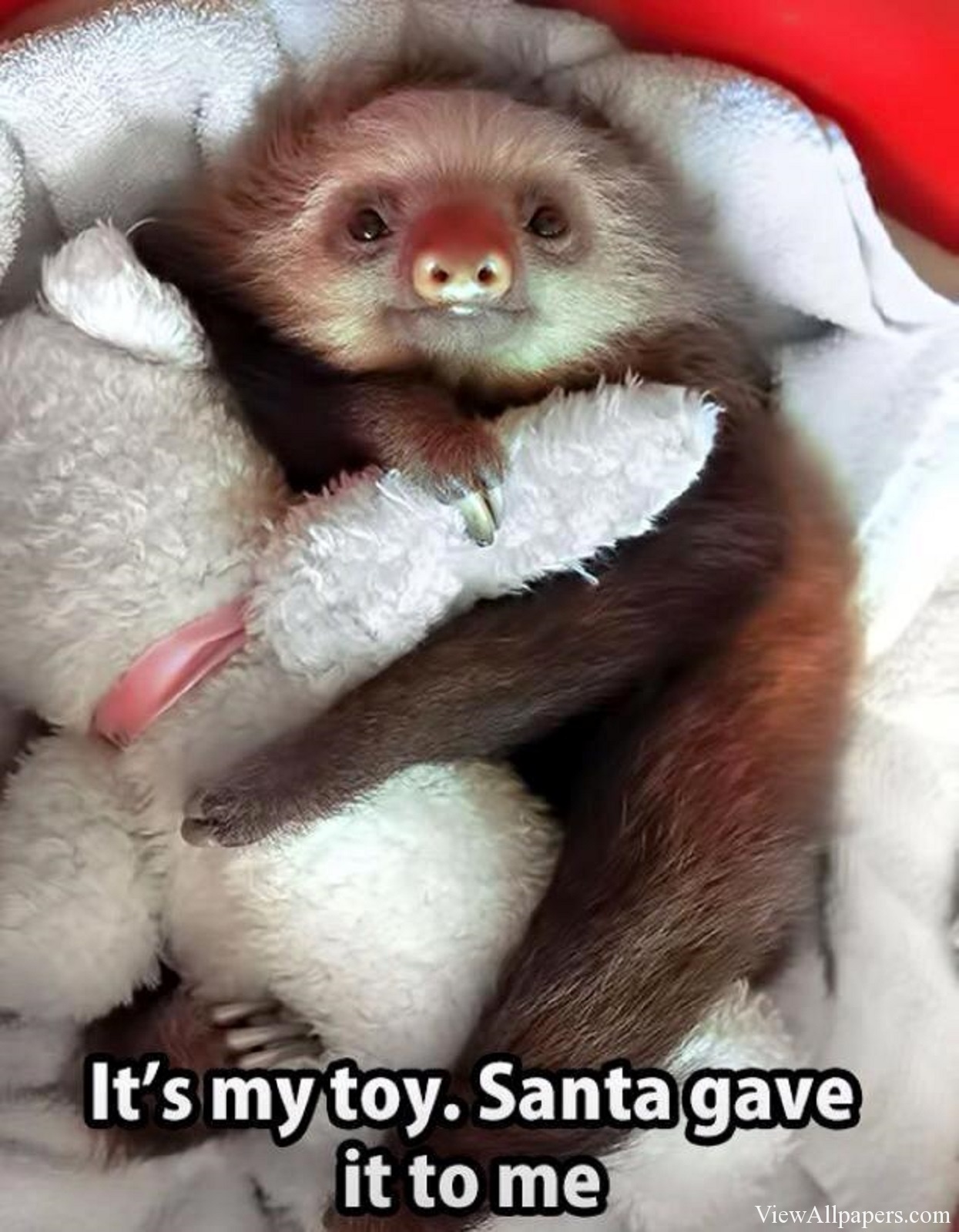 ひまわりiphoneの壁紙 花 ひまわり 開花植物 黄 空 Wallpaperuse