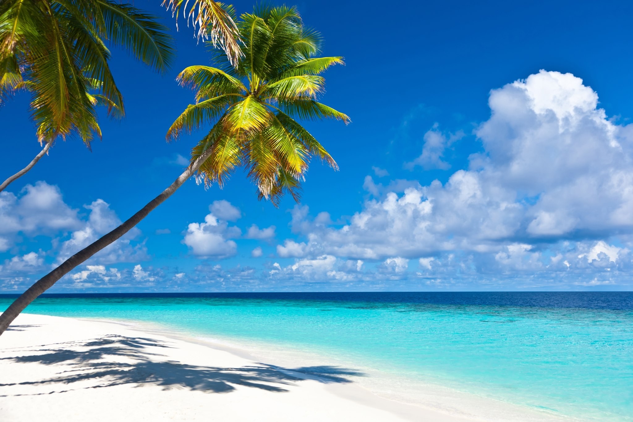 カリブ海のビーチの壁紙,空,自然,自然の風景,木,カリブ海