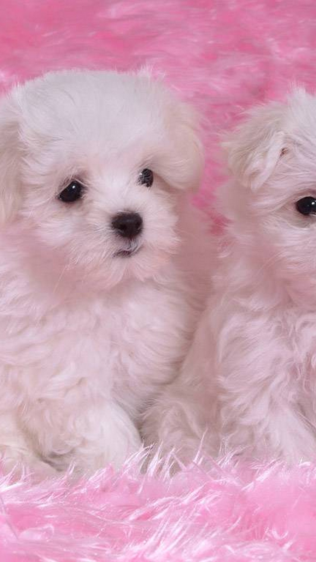 cute puppies wallpapers for mobile,dog,mammal,vertebrate,maltepoo,dog breed