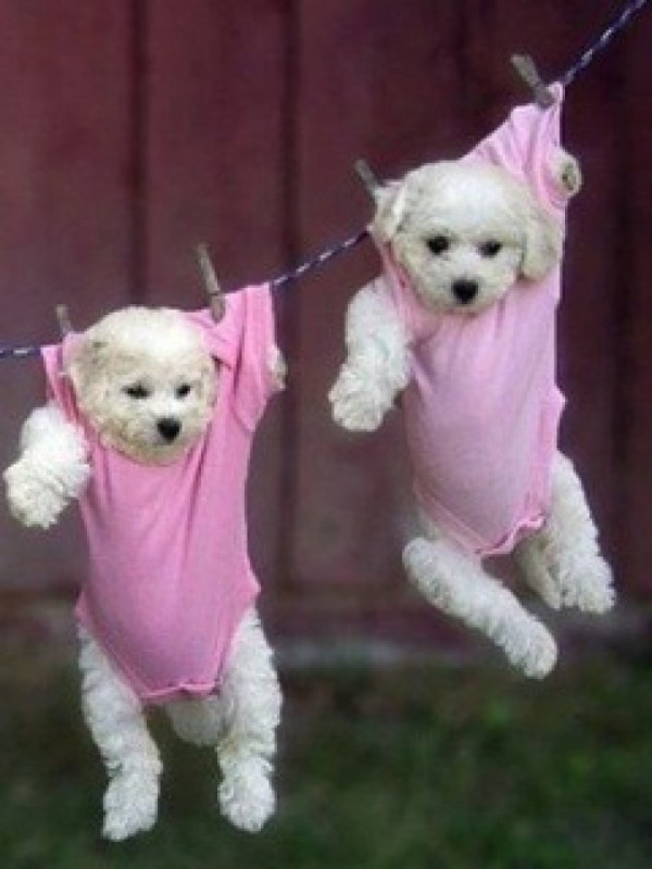 fondos de pantalla de lindos cachorros para móvil,perro,maltés,rosado,perrito,poodle de juguete