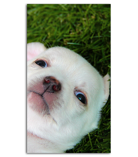 fondos de pantalla de lindos cachorros para móvil,perro,perrito,hocico,perro de compañía