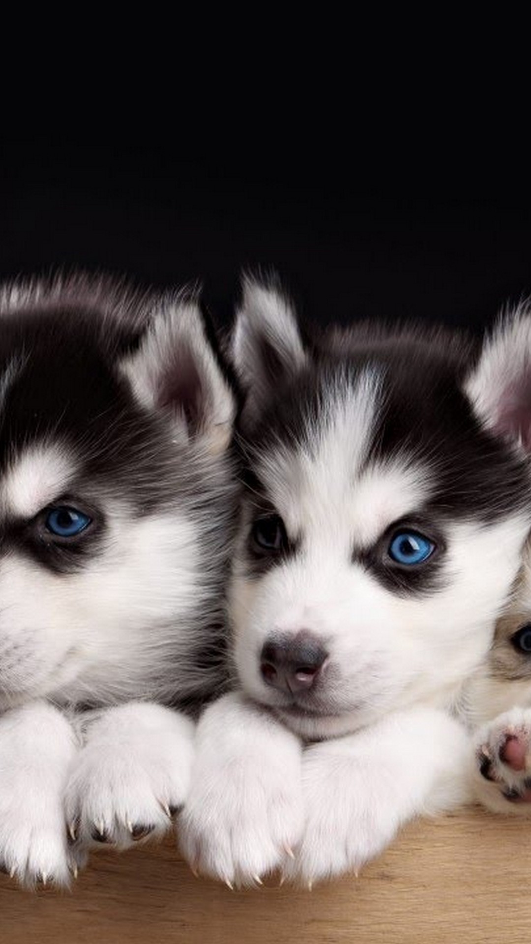 cute puppies wallpapers for mobile,mammal,siberian husky,dog,vertebrate,canidae