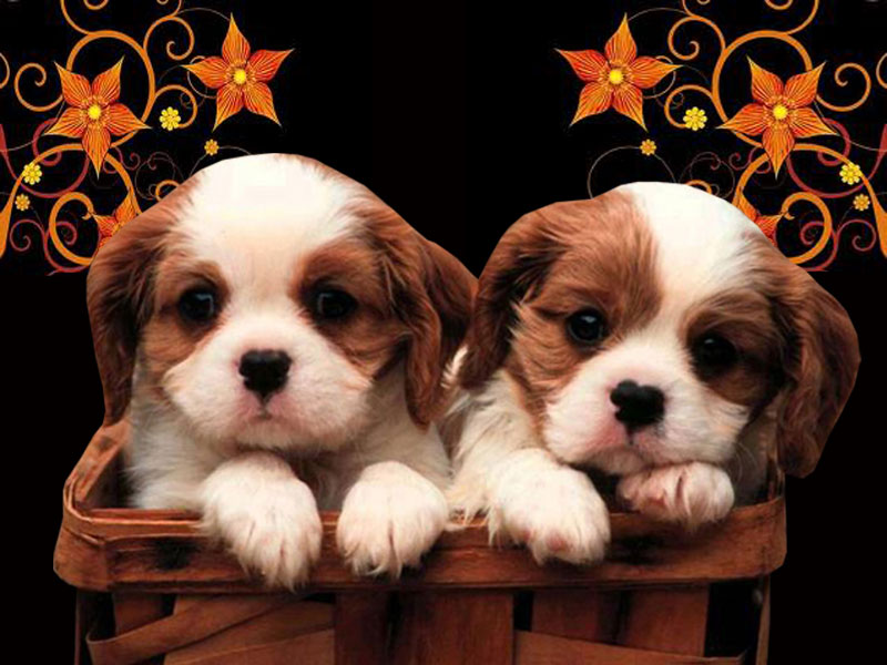 fondos de pantalla de lindos cachorros para móvil,perro,perrito,rey charles spaniel,perro de compañía,amor de cachorros