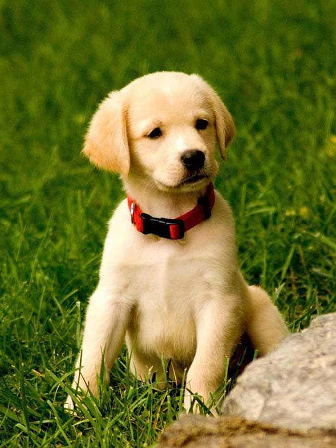 cute puppies wallpapers for mobile,dog,mammal,vertebrate,dog breed,canidae
