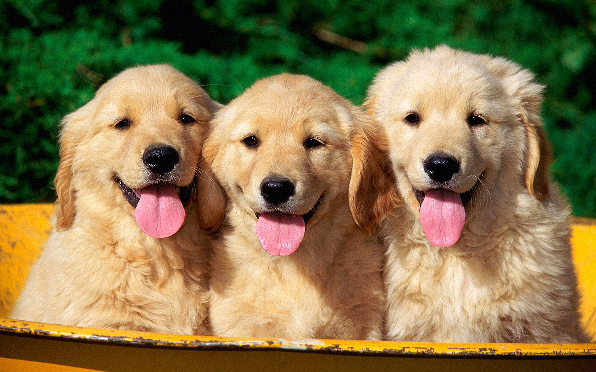 carta da parati cucciolo golden retriever,cane,golden retriever,cane da compagnia,gruppo sportivo