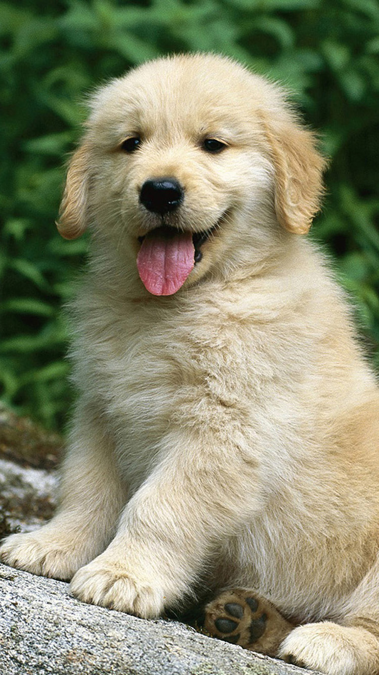 Retriever Puppy Wallpaper Htm Hd Golden Retriever Car Golden