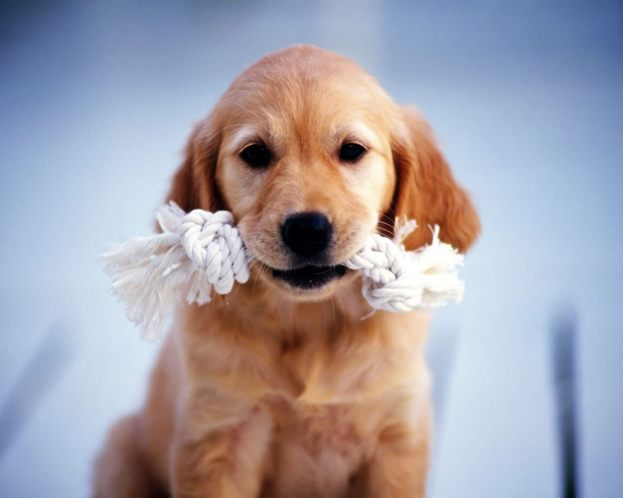 fondo de pantalla de cachorro golden retriever,perro,golden retriever,perrito,perro de compañía