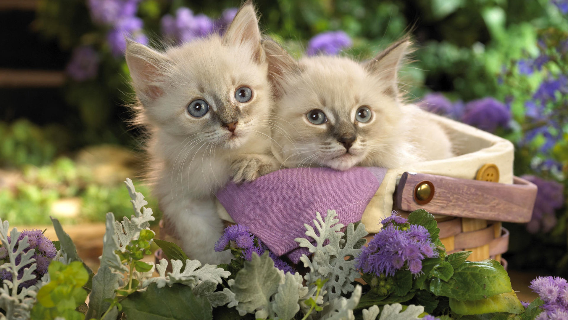 fonds d'écran animaux mignons,chat,chats de petite à moyenne taille,félidés,chaton,lilas