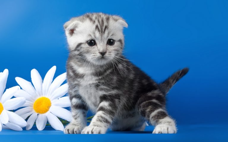 lindos fondos de pantalla de mascotas,gato,gatos pequeños a medianos,felidae,gatito,bigotes