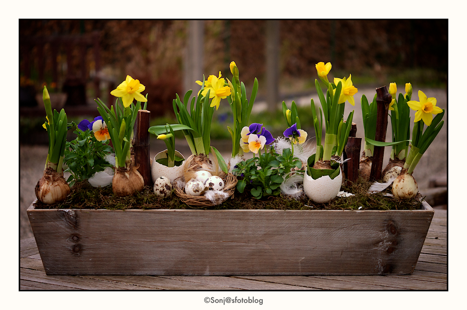 wallpaper maken,flower,flowerpot,spring,plant,yellow