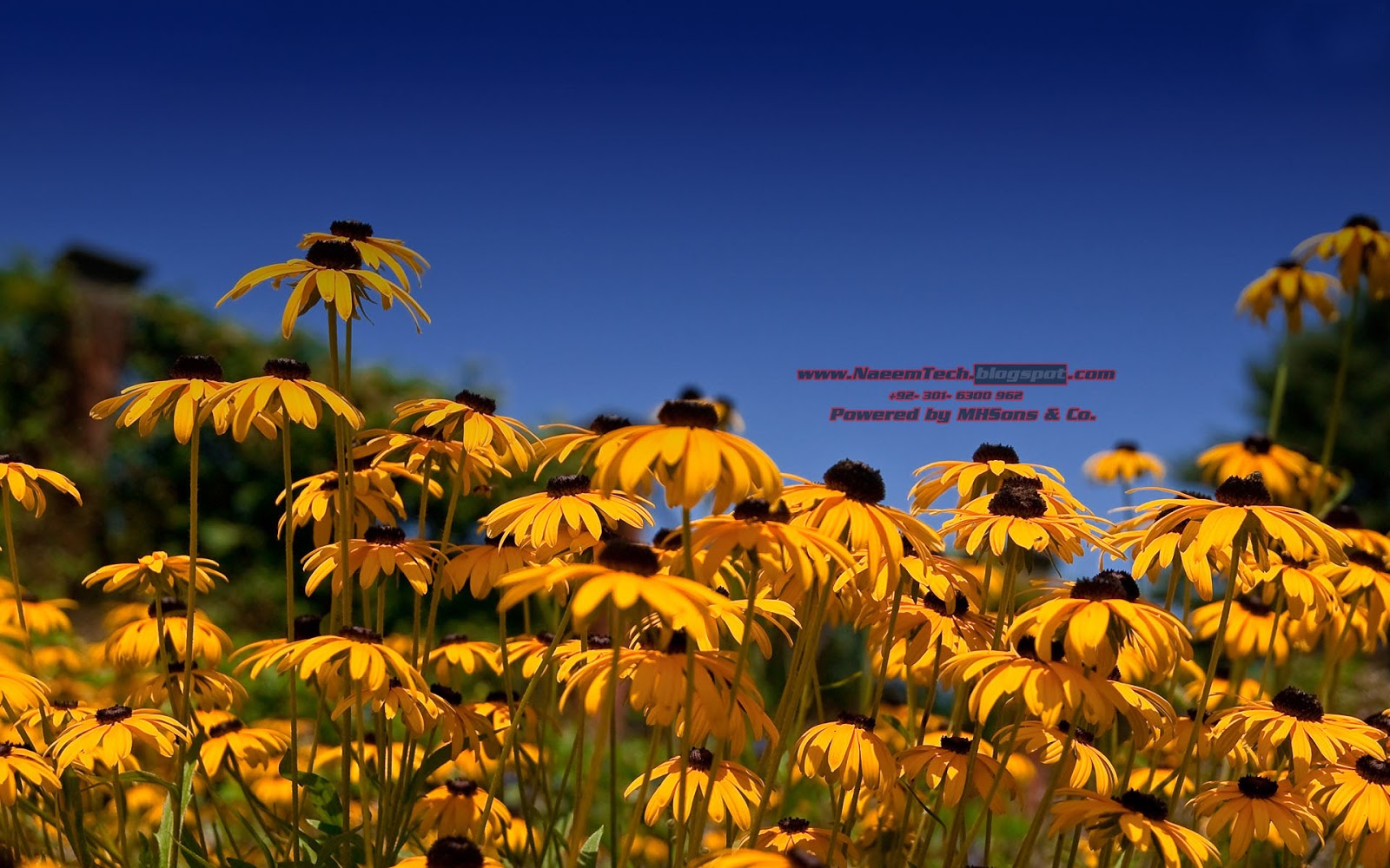 hd wallpaper software,flower,yellow,sky,vegetation,plant