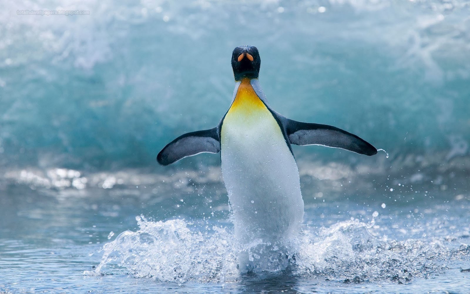 pingüino fondo de escritorio,pingüino real,pingüino,mamífero marino,biología marina,ave no voladora