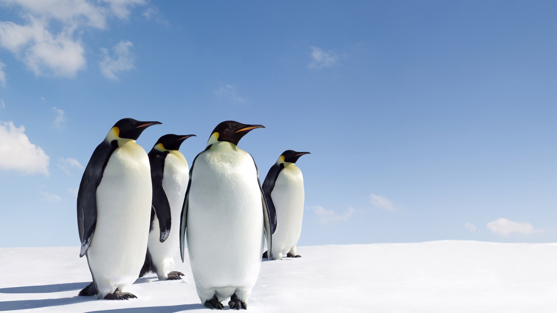 pinguin desktop hintergrund,pinguin,flugunfähiger vogel,vogel,kaiserpinguin,königspinguin