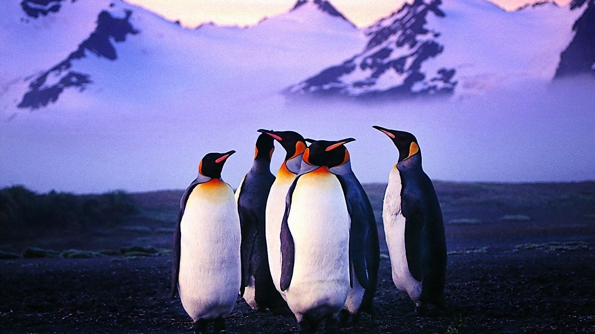 pinguin desktop hintergrund,pinguin,flugunfähiger vogel,königspinguin,vogel,kaiserpinguin