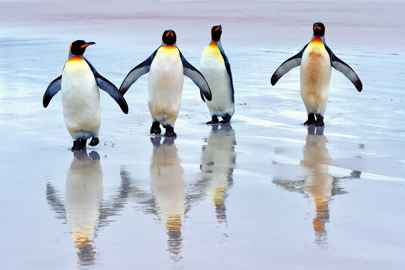 penguin desktop wallpaper,bird,penguin,vertebrate,flightless bird,king penguin