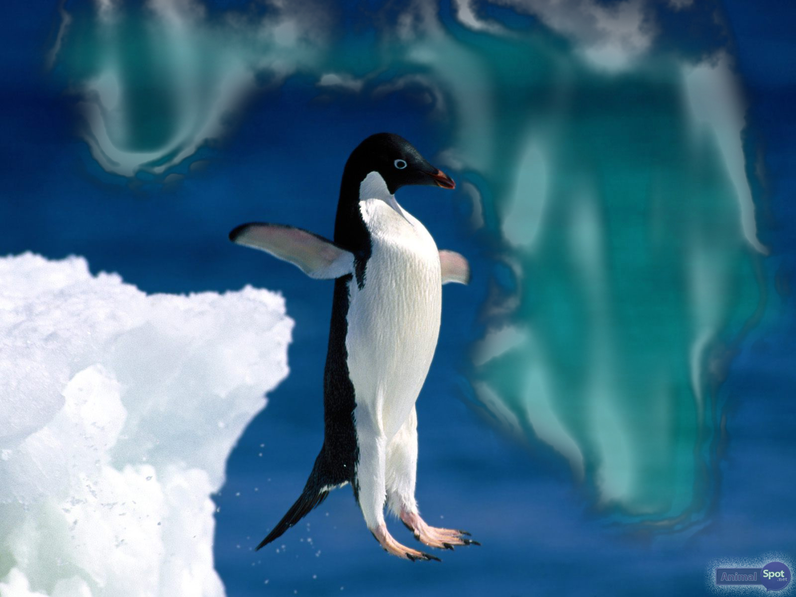 ペンギンデスクトップ壁紙,鳥,ペンギン,飛べない鳥,空,北極